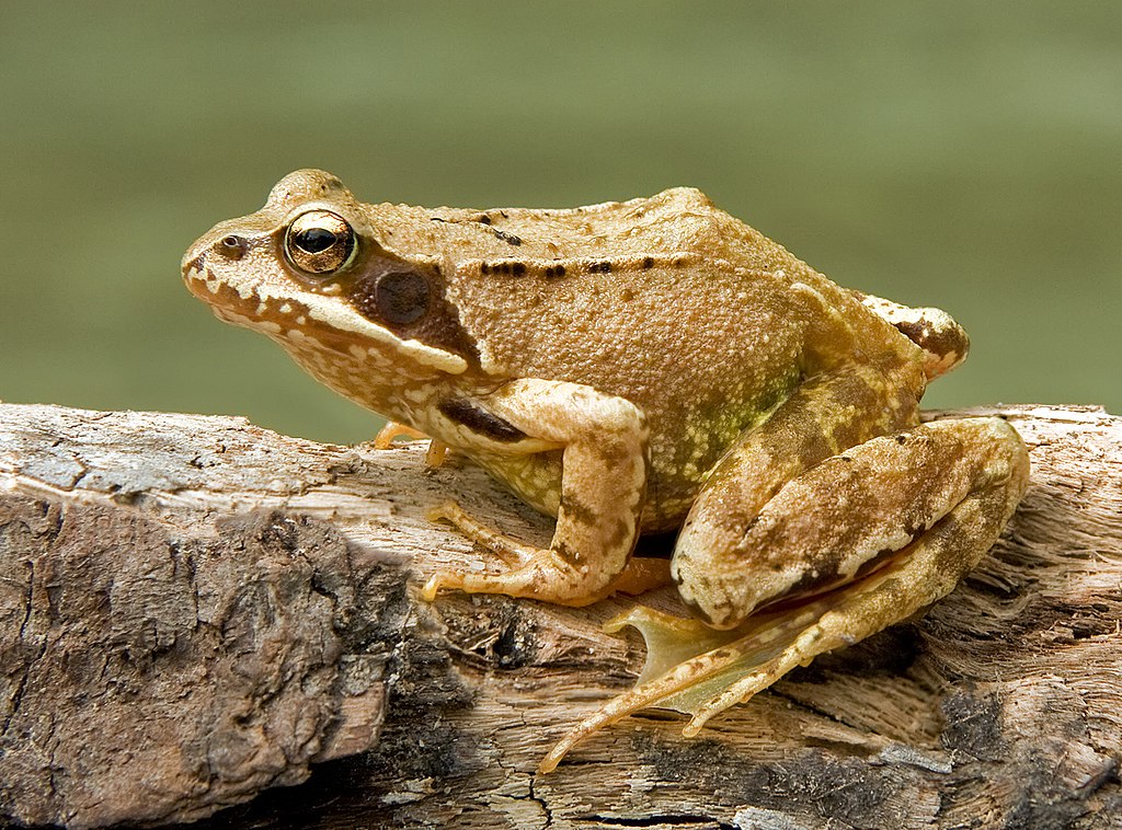 skokan hnědý