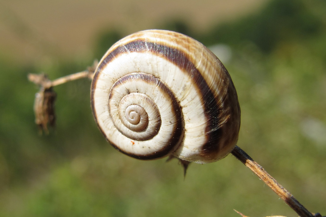 suchomilka obecná